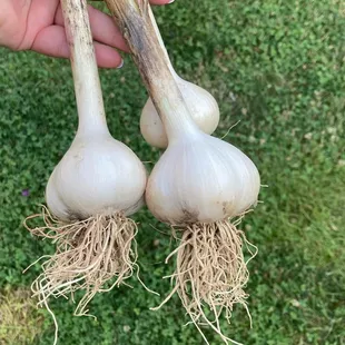 Haffey family farm
Garlic