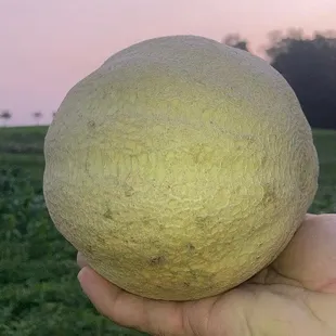 Haffey Family Farm
Cantaloupe