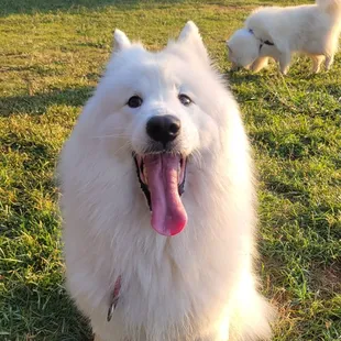 Dog park is pretty good. Lots of grass though, so you bring a white dog, they&apos;ll get messy