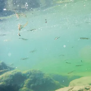 Testing my phone under water... It&apos;s still good