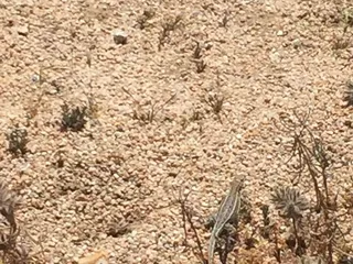 Desert Tortoise Research Natural Area