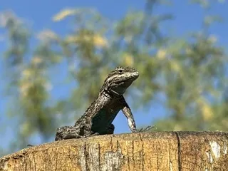 Boyce Thompson Arboretum