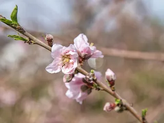 Queen Creek Botanical Gardens