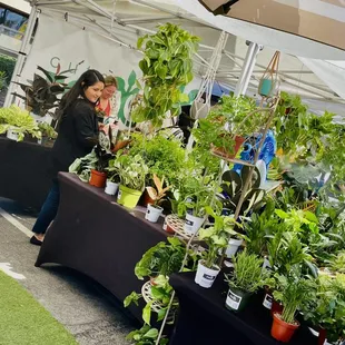 Beautiful healthy plants