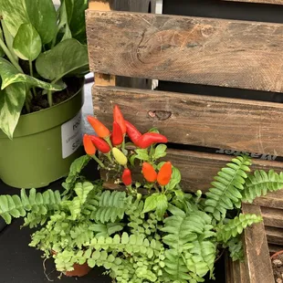 a variety of potted plants