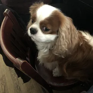 Furkid