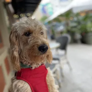 Outdoor seating is dog friendly.