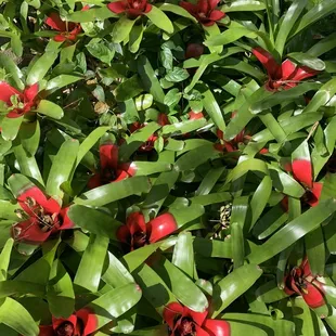 Bromeliads- neoregelia compacta