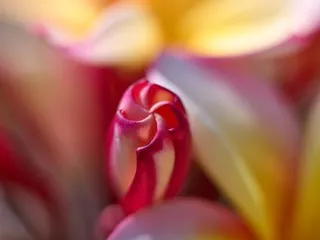 Koko Crater Botanical Garden