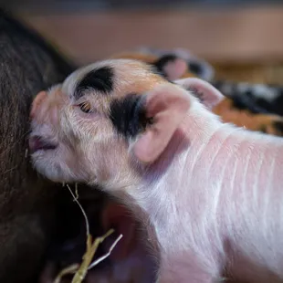 Nugget's first piglets