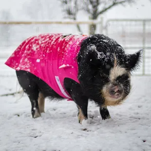 Ripley in during the winter storm