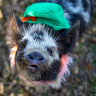 Callie celebrating St Patricks Day