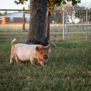 Woodstock our Aria Giana