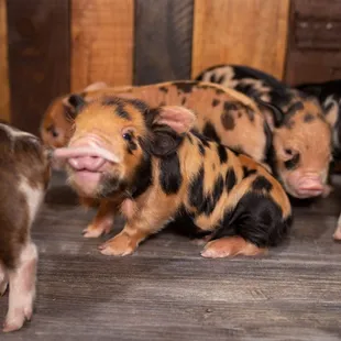 Butterfinger being silly