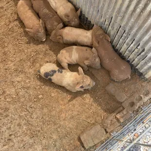 1 week old piglets