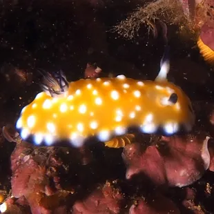 Trembling nudibranch