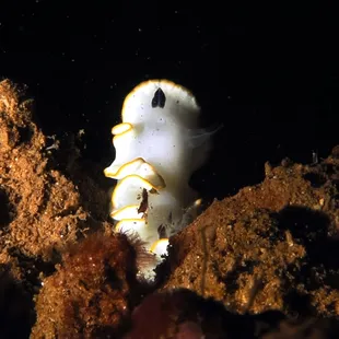 Scott Johnson nudibranch