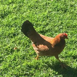 Chicken