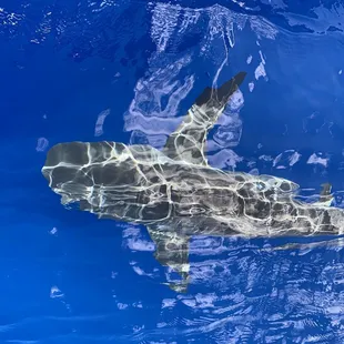 Looking down from boat (3 miles out)