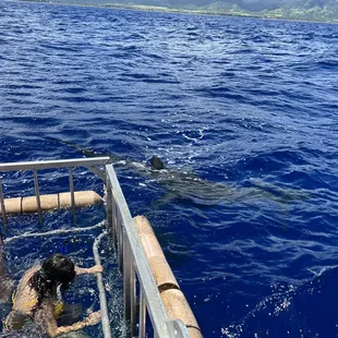 Haleiwa Shark Tours