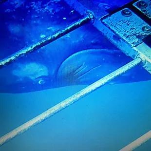 Humpback whale close enough to touch