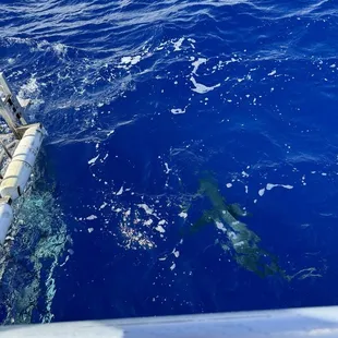 Cage with sharks waiting for us