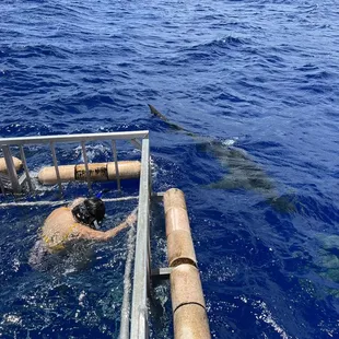 See for yourselves ... numerous sharks swimming close to the cage,