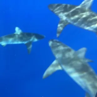 Some of the sharks we saw while diving