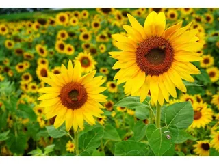 Schwirian Farm & Sunflower Festival