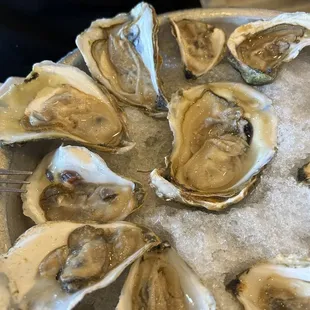 Ugly Duckling Oysters