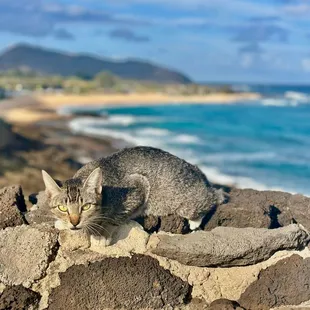 Cat sunning at the Hālona Blow Hole on the South Shore of Oahu, Hawaii.