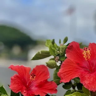 Hibiscus flower in front of the USS Oklahoma Memorial at Pearl Harbor on Oahu, Hawaii.