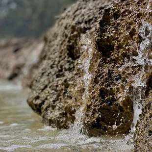Water dripping over old coral reef at the beach on the North Shore near Turtle Bay.