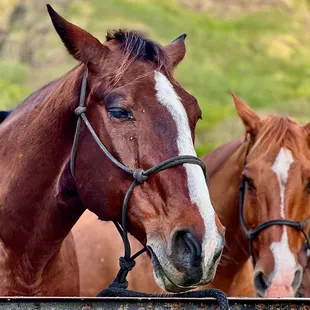 Add a horseback ride to your visit at Kualoa Ranch on Your Private Tours of Oahu, Hawaii.