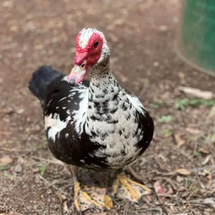 Duck hanging around in the parking lot at Waimea Valley on the North Shore.