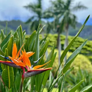 Bird of paradise at the macadamia nut farm near Kualoa Ranch on Windward Oahu, Hawaii.