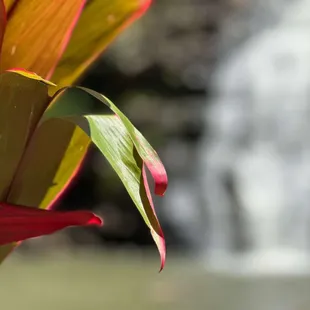 Walk through the Waimea Valley botanical garden on your way to the waterfall on the North Shore.