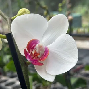 Orchid at the Oloman farm outside of Kualoa on the island of Oahu, Hawaii.