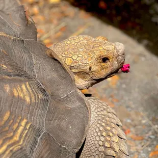 Come meet our tortoise friends at Kualoa Ranch on Windward, Oahu, Hawaii.
