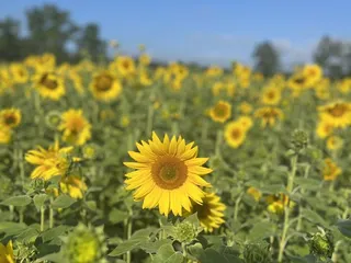 Wise Acres Organic Farm