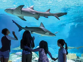 OdySea Aquarium