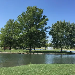 Lots of ducks and geese