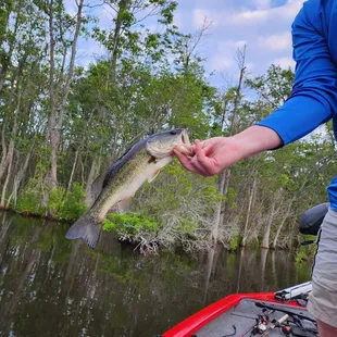 My baby bass from June 9, 24.