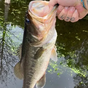 Bass, fish