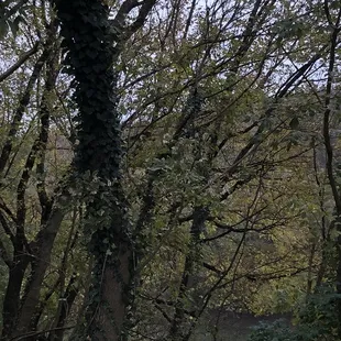 The beautiful Kentucky River!