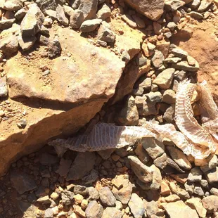 Yup, there's snakes here