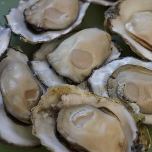 Oysters Oysters Oysters *5/31/23