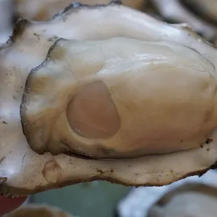 Good size oysters yummy *5/31/23