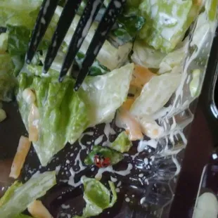 The lady bug that was in my food from &quot;Hamburger Dan&apos;s&quot;