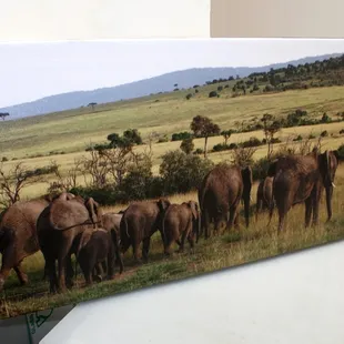 We are the only source of custom sized canvases in Omaha. We can print any size between 39 x 59 inches.